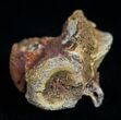 Unidentified Dinosaur Vertebrae - Tegana Formation #2014-1